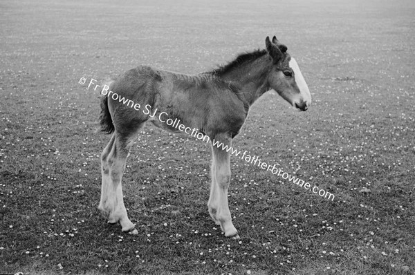 ON THE FARM THE MARE & FOAL